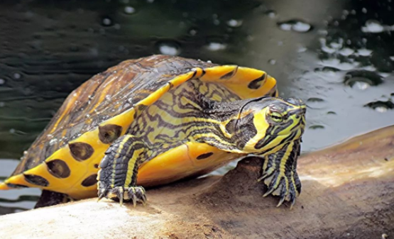 格兰德彩龟与南美彩龟区别？看完你就懂了