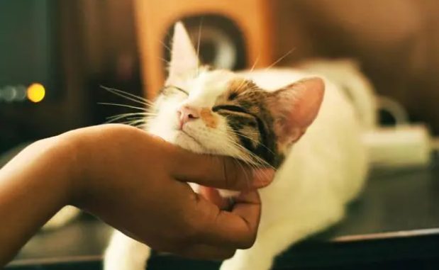 猫总是不老实地伸爪抓沙发，这是为何？为啥买了猫抓板猫也不用？