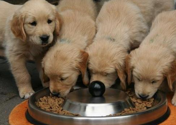 金毛能不能吃盐？这里一看便知！