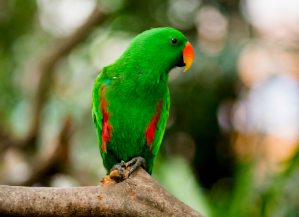 折衷鹦鹉多大养合适?想养的了解下 折衷鹦鹉多大养合适?想养的了解下