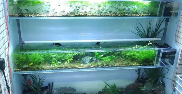 鱼缸水质怎么判断好坏？鱼缸水质变差怎么处理？