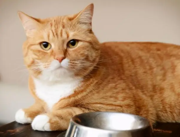 猫咪宁愿饿肚子也不吃猫粮，主人怎么办？