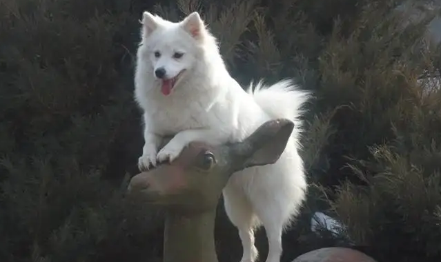  为什么银狐很少有人养？原来是这样