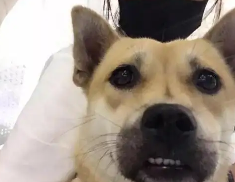 陈乔恩养的狗，原来是这个品种！