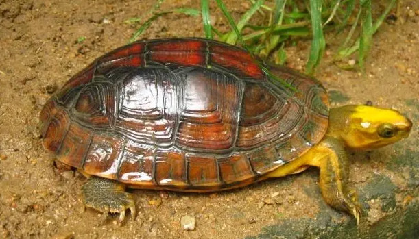 金头闭壳龟如何冬眠？主人来了解一下吧