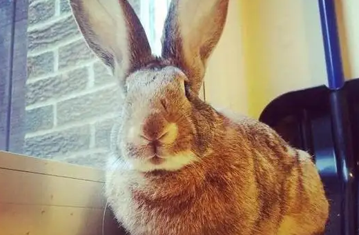 巨型花明兔性格，一起了解一下！