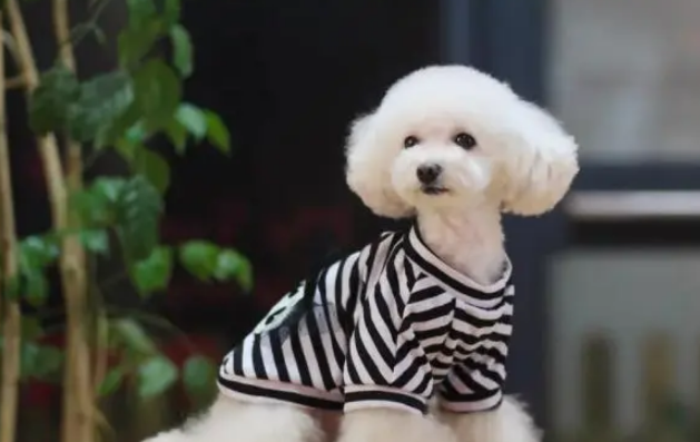 给宠物穿衣服真的好吗?有好处,也有很多弊端 给宠物穿衣服真的好吗?有好处,也有很多弊端