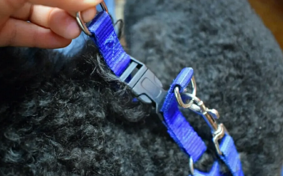 狗狗牵引绳哪种好？狗的牵引绳怎么带？