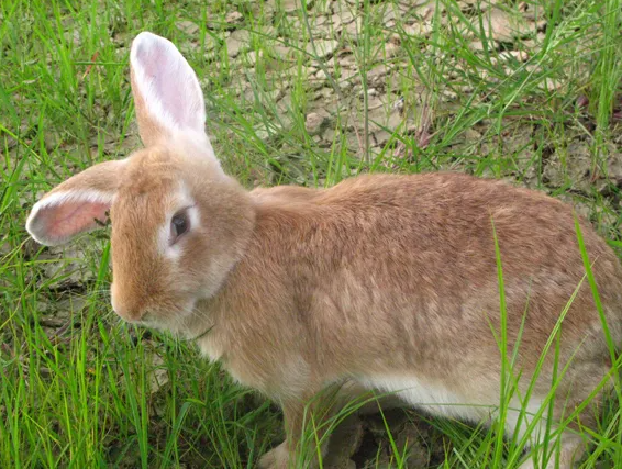 一文带你了解，塞北兔多少钱一只？