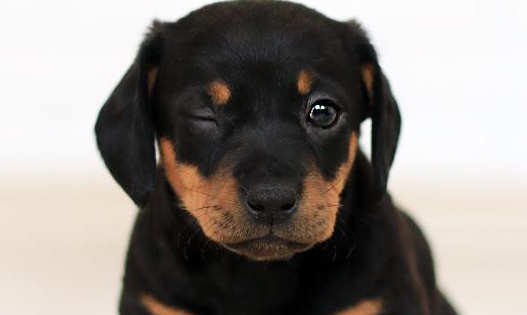 狗能吃西梅不？真相来了