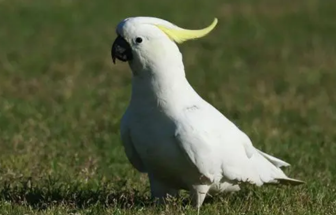 大葵花凤头鹦鹉的优缺点，想养可以来看看