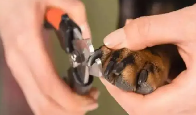 狗狗指甲剪不配合出血了?铲屎官莫慌! 狗狗指甲剪不配合出血了?铲屎官莫慌!