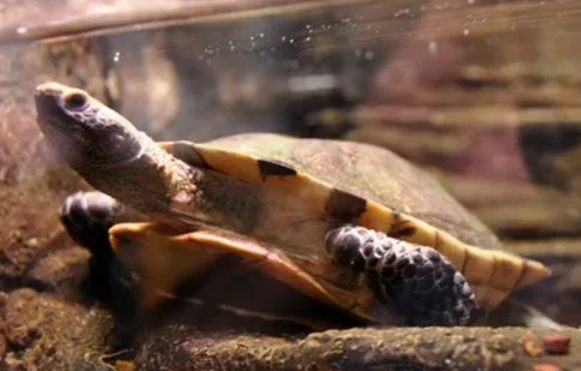 红头扁龟可以冬眠吗？来看看吧