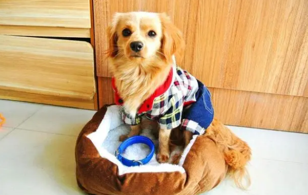 宠物到底应不应该穿衣服？好处和坏处各有哪些呢？