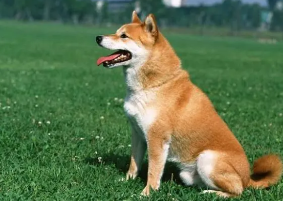 狗狗消炎药有哪些？喂药需要注意什么