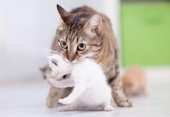 猫妈妈第几个月会赶走小猫？铲屎官了解么？