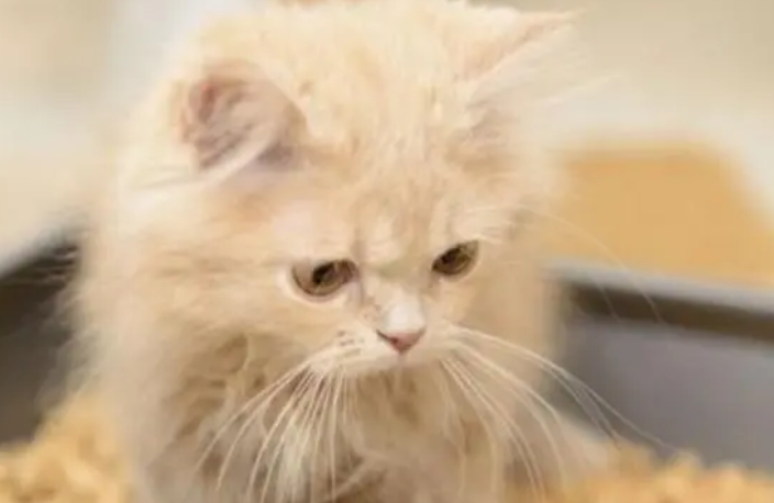 宠物猫有细菌传染吗？你们知道吗？