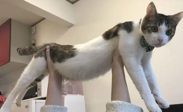 营养膏能代替猫粮吗?日常需要注意什么? 营养膏能代替猫粮吗?日常需要注意什么?