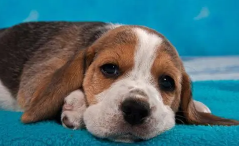 狗狗得了了寄生虫，要怎么处理体内寄生虫？