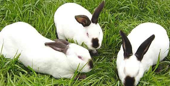 预防兔子感冒药有哪些