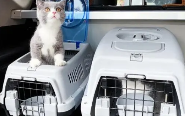 宠物托运怎么弄？办理流程请码住！