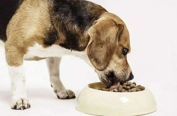喂狗粮有什么好处，铲屎官来了解一下