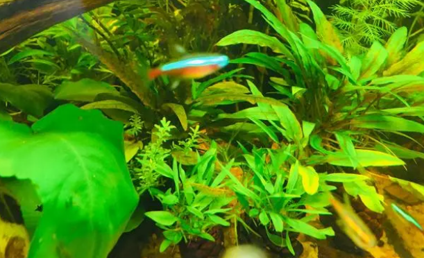 小型鱼粮的选择你有没有选对？我来告诉你