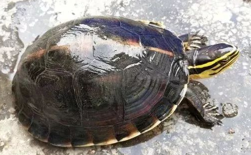 马来闭壳龟怎么养?这几个问题需要注意! 马来闭壳龟怎么养?这几个问题需要注意!