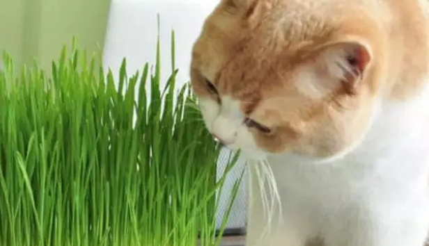 猫草什么？可以自己种吗