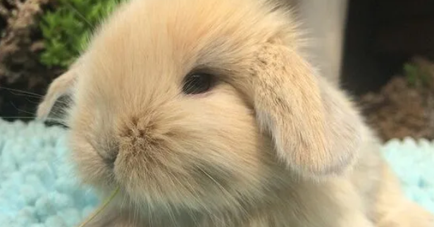 兔子吃什么兔粮 兔子的兔粮怎么选