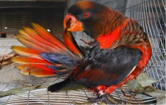 暗色吸蜜鹦鹉多少钱一只？你真的清楚吗？