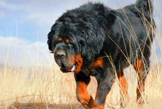 藏獒几个月认主人呢？如何让它快速认主