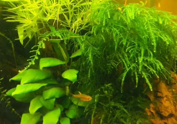 水草缸鱼缸调理水质土方法效果很好