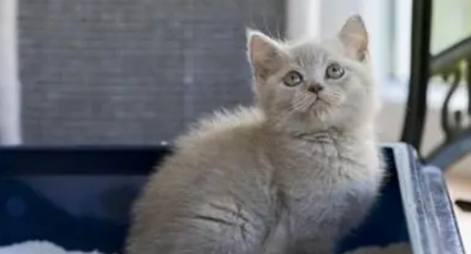 如何选择猫砂呢?哪种猫砂更适合您家猫咪? 如何选择猫砂呢?哪种猫砂更适合您家猫咪?