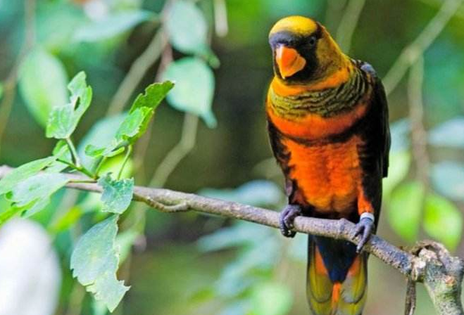 暗色吸蜜鹦鹉会不会说话？ 快来了解一下