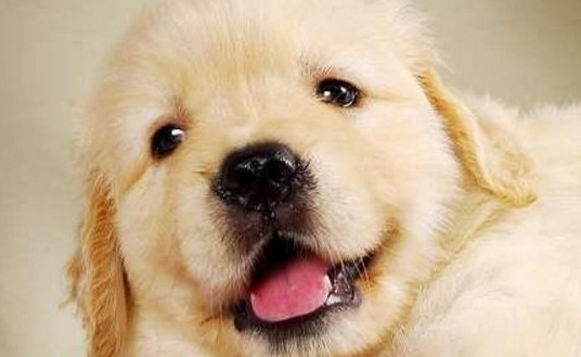 今日科普内容：金毛幼犬该不该关笼子？