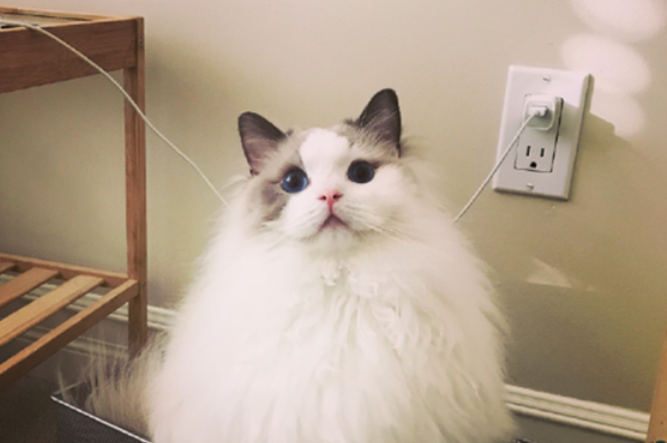 带你解答，布偶猫是大型猫吗？