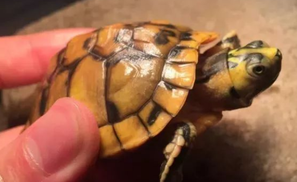 斑彩龟多少钱一只？这篇文章告诉你