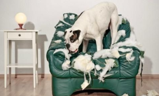 宠物医生让狗狗补充的微量元素有什么作用? 宠物医生让狗狗补充的微量元素有什么作用?