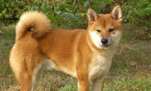 不知道田园犬和柴犬的区别？在这里可以找到答案！