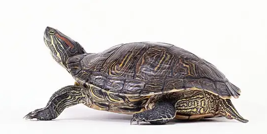 养龟人士带你了解：乌龟能吃盐吗？主要吃什么？