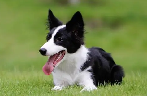 边境牧羊犬智力如何?铲屎官来看看吧 边境牧羊犬智力如何?铲屎官来看看吧