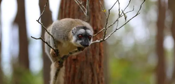 褐美狐猴的生活习性，你们了解吗？