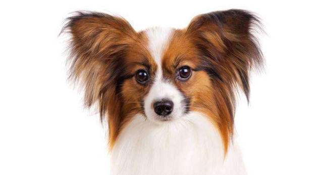 养蝴蝶犬串串的危害有哪些？