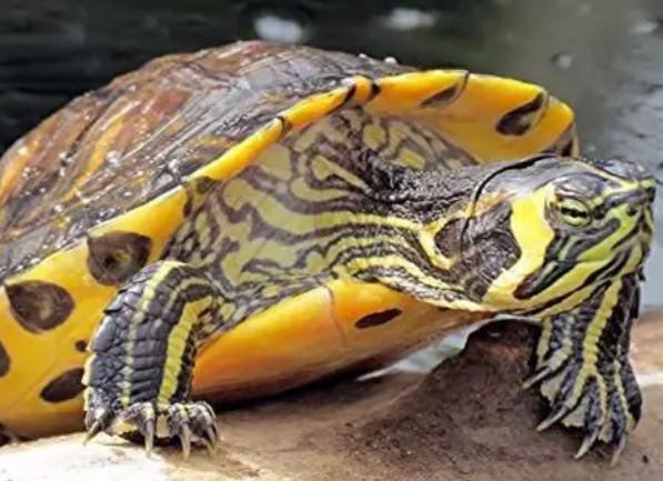 南美彩龟好养吗？养的人来了解一下吧