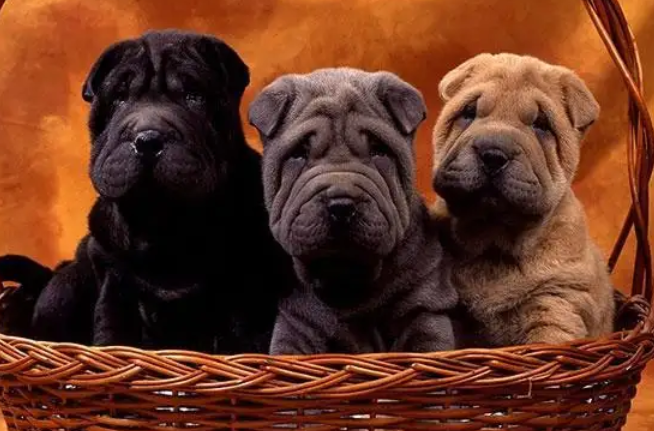 好奇脸皱皱的狗是什么品种？来这看看吧！