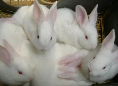 哈白兔饲养条件，有必要get一下~
