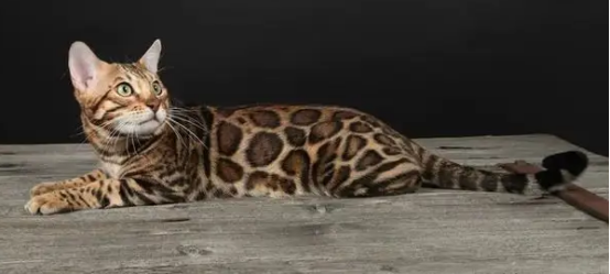 豹猫和狸花猫的区别是什么？学会这些方法就会区分啦~