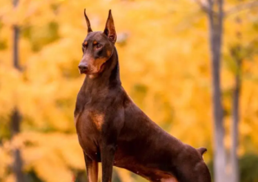 快来了解，杜宾几个月开始认主？