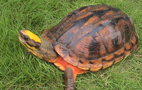 金钱龟咬人吗？没养过的朋友可以来了解一下